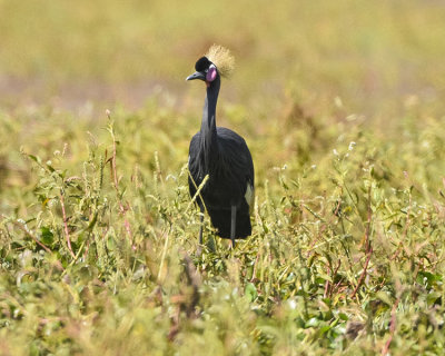 BLACK-CROWNED CRANE