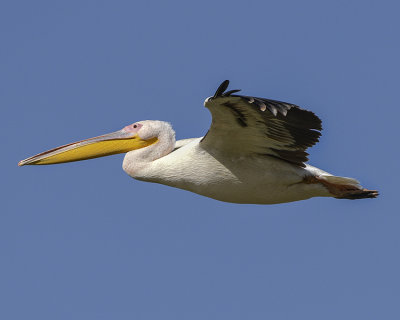 GREAT WHITE PELICAN