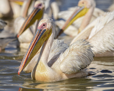 GREAT WHITE PELICAN