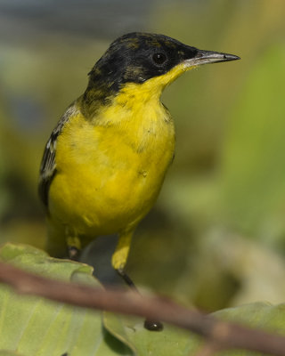 BLACK-HEADED YELLOW WAGTAIL