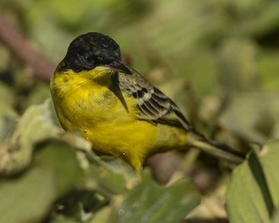 BLACK-HEADED YELLOW WAGTAIL