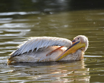 GREAT WHITE PELICAN