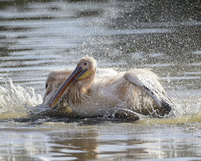 GREAT WHITE PELICAN