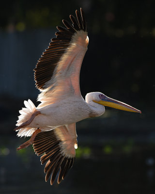 GREAT WHITE PELICAN