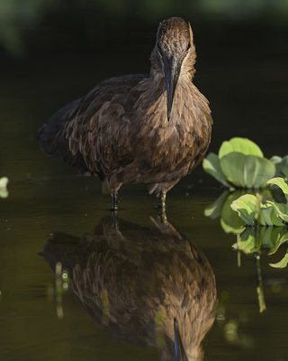 HAMERKOP