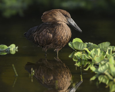 HAMERKOP