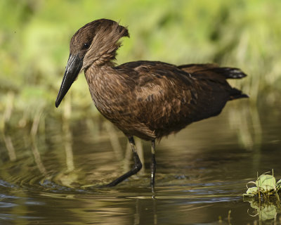 HAMERKOP