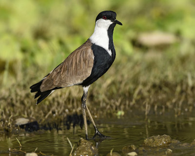 SPUR-WINGED LAPWING