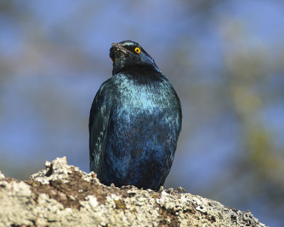 GREATER BLUE-EARED STARLING