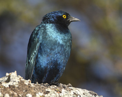 GREATER BLUE-EARED STARLING