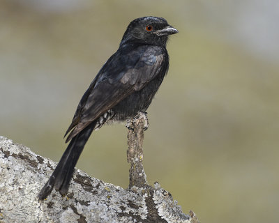 FORK-TAILED DRONGO