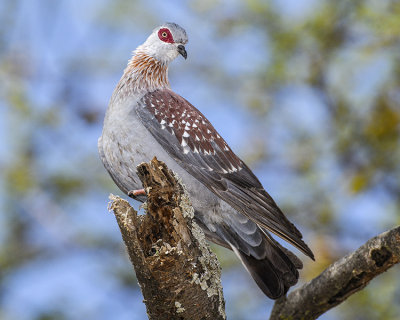 SPECKLED PIGEON