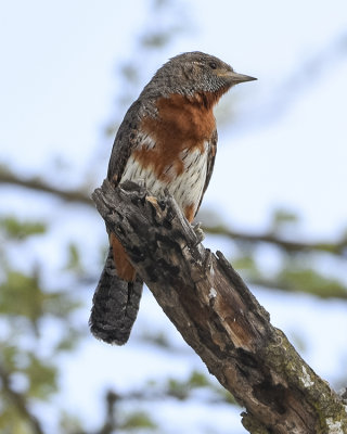 RED-THROATED WRYNECK