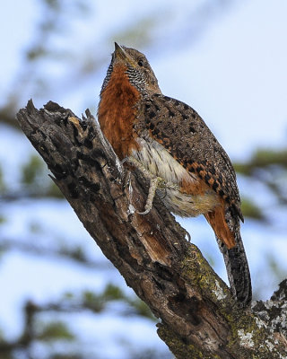 RED-THROATED WRYNECK