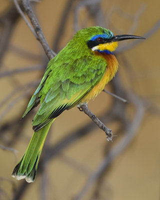 BLUE-BREASTED BEE-EATER