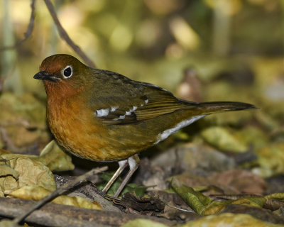 ABYSSINIAN GROUND THRUSH