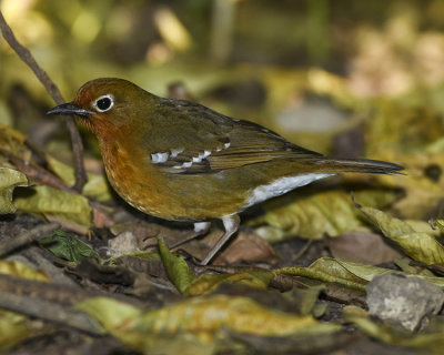 ABYSSINIAN GROUND THRUSH