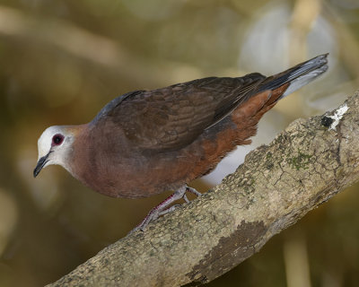 LEMON DOVE