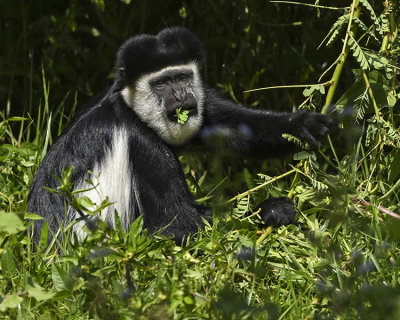 COLOBUS MONKEY