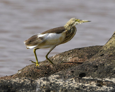 COMMON SQUACCO HERON