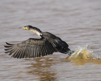 LONG-TAILED CORMORANT