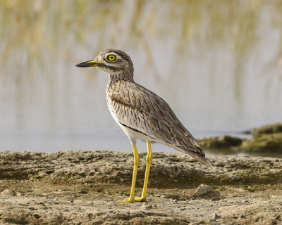 SENEGAL THICK-KNEE