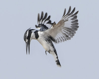 PIED KINGFISHER