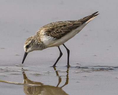 LITTLE STINT