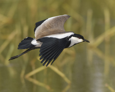 SPURWING LAPWING