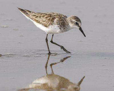 LITTLE STINT