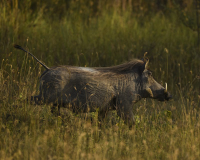 ETHIOPIAN WARTHOG