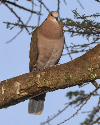 AFRICAN COLLARED DOVE