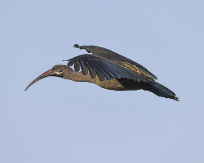 HADADA IBIS