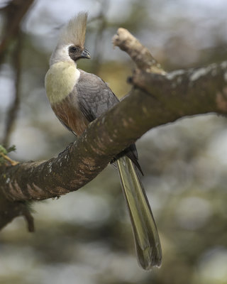 BARE-FACED GO-AWAY-BIRD