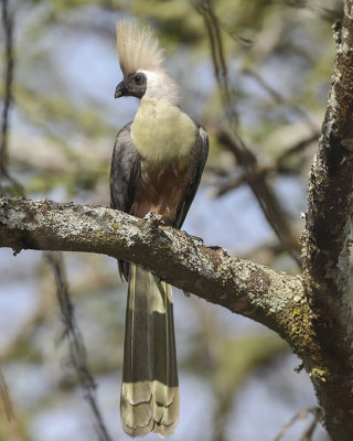 BARE-FACED GO-AWAY-BIRD