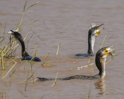 LONG-TAILED (foreground) & GREAT COMORANTS