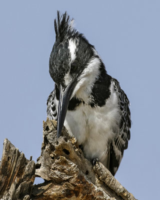 PIED KINGFISHER