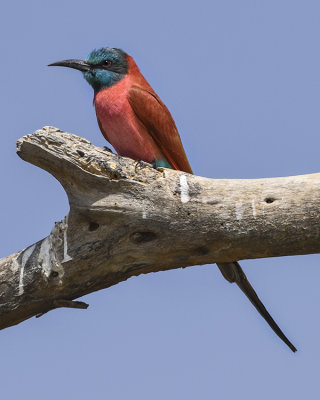 NORTHERN CARMINE BEE-EATER