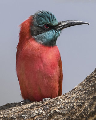 NORTHERN CARMINE BEE-EATER