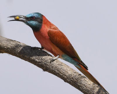 NORTHERN CARMINE BEE-EATER