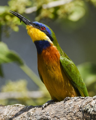 BLUE-BREASTED BEE-EATER