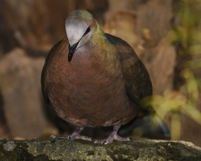 LEMON DOVE