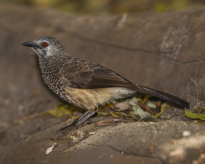 WHITE-RUMPED BABBLER  (endemic)