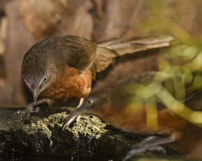 RUFOUS CHATTERER