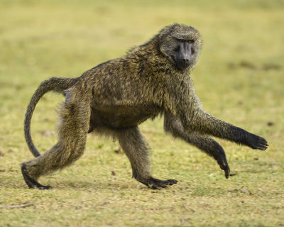 OLIVE BABOON