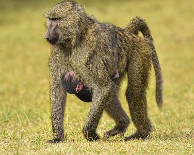 OLIVE BABOON