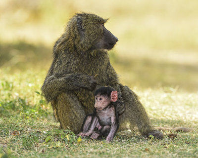 OLIVE BABOON