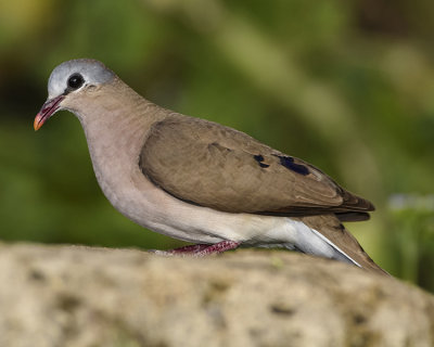 BLUE-SPOTTED WOOD DOVE