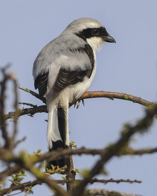 GREY-BACKED FISCAL