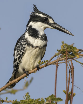 PIED KINGFISHER